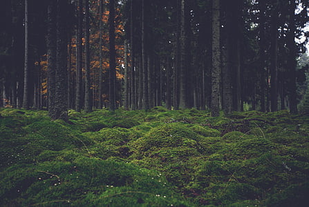 green grass near trees thumbnail