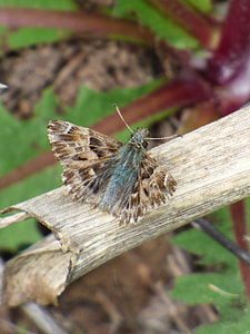 Carcharodus Alceae, Butterfly thumbnail