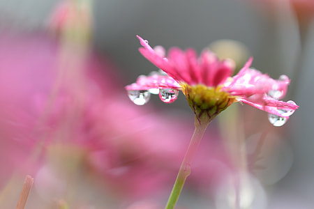 shallow focus photography of pink flower with morning dew thumbnail