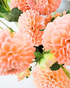 pink flowers thumbnail