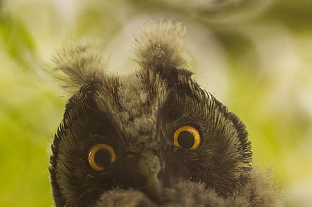 bird, animal, owl, funny thumbnail