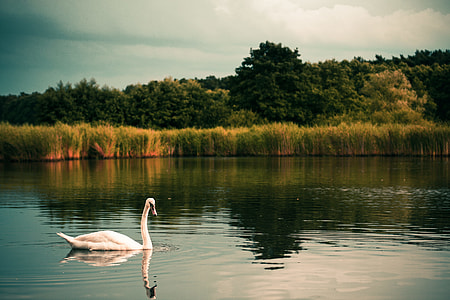 Swan on the Lake thumbnail
