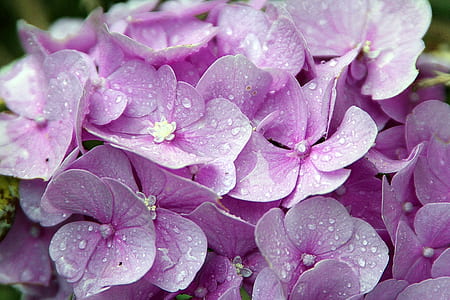 purple flowers with water drops thumbnail
