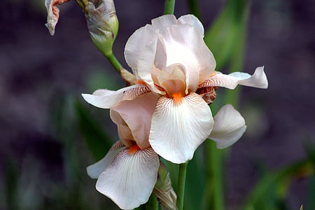 selective focus photography of white and orange iris flower thumbnail