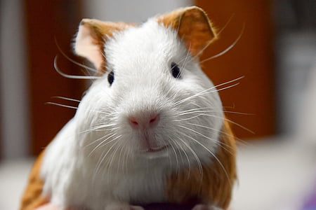 white and brown hamster thumbnail