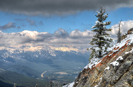 green pine tree on edge of mountain thumbnail