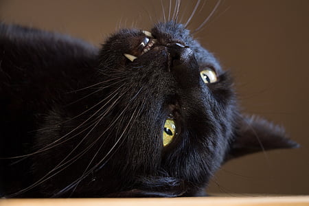 short-fur black cat thumbnail