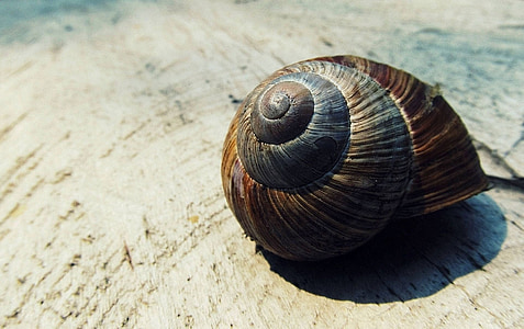 brown and black snail shell on white surface thumbnail