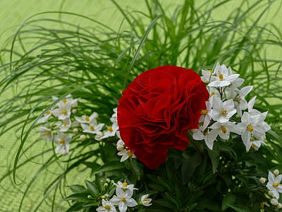 red and white flowers thumbnail