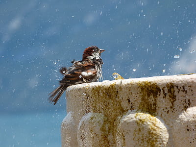 selective focus photography of bird on edge of cliff thumbnail