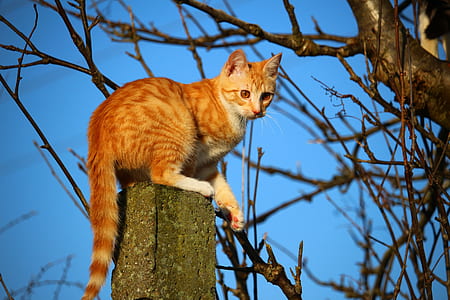 brown tabby cat on wooden post thumbnail