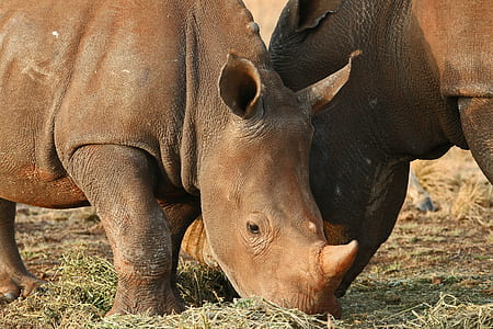 rhinoceros eating grass thumbnail