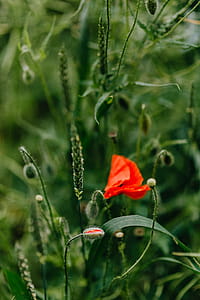 A field of Red Poppies thumbnail