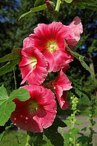 red flowers with green leaves thumbnail