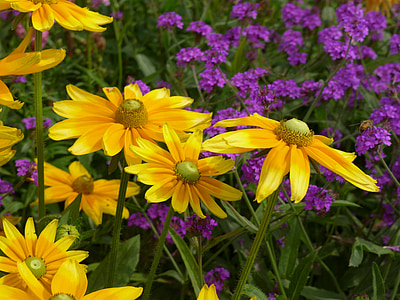 close-up photo of yellow petaled flowers thumbnail