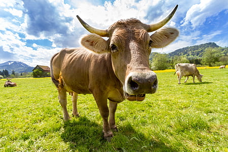 nature, animal, countryside, agriculture thumbnail
