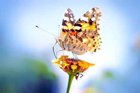 shallow focus photography of painted lady butterfly on yellow flower thumbnail