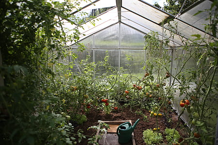 green plastic watering can surrounded with bell peppers thumbnail
