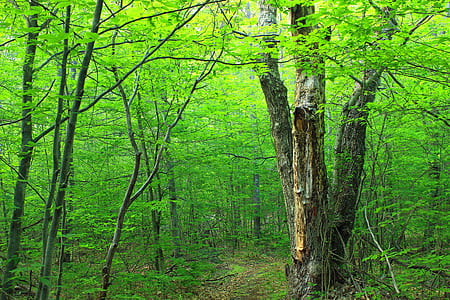 Brown Trunk Green Leaves Tree on Forest thumbnail