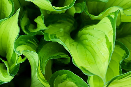 green leafed plant with water dew thumbnail