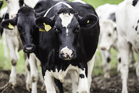 selective focused photo of white and black cow thumbnail