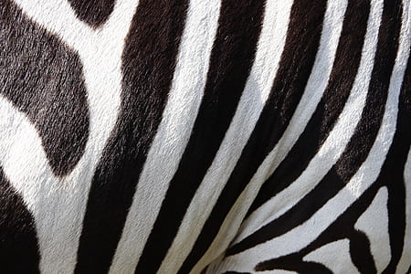 close view zebra stripes thumbnail
