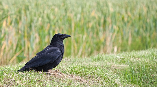 crow on grass field thumbnail