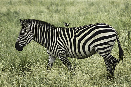 gray bird stand on back of zebra thumbnail