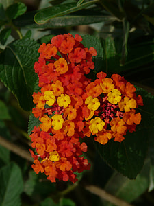 Lantana, Lantana Camara thumbnail