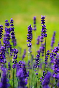 lavender, flowers, flower, purple, violet, plant thumbnail