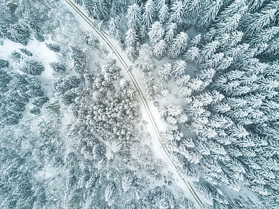 aerial view photography of empty roadway between leaf trees covered by snow thumbnail