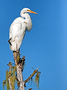 white bird perching on gray tree branch thumbnail