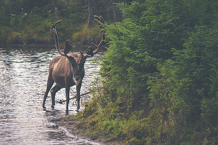 brown antelope on lake near green leaf trees during daytime thumbnail