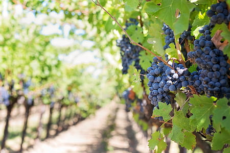 shallow focus on blueberries thumbnail