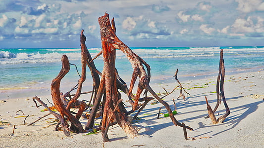 brown driftwood near tree thumbnail