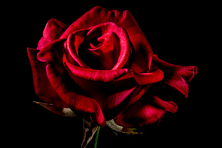 macroshot of red rose flower thumbnail