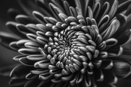 grayscale photography of petaled flower thumbnail