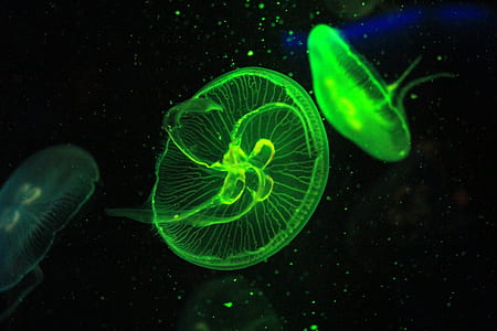 close-up photography of green jellyfish thumbnail
