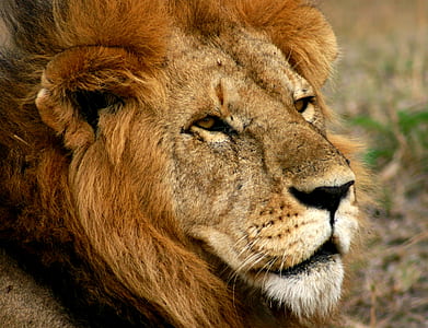 male lion photo thumbnail