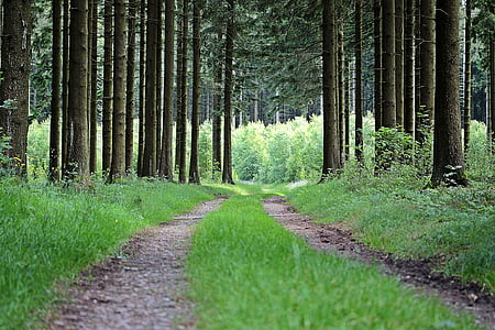 road between tree during daytime thumbnail