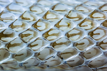 skinned, snake skin, scale, snake, reptile, texture thumbnail