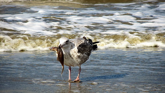 white and black bird beside sea thumbnail