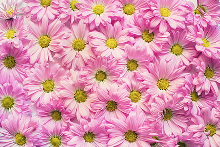 pink petaled flowers thumbnail