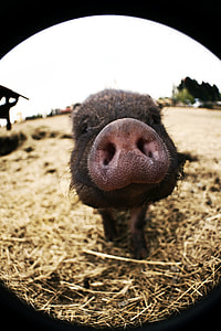 pig nose fish eye photography thumbnail