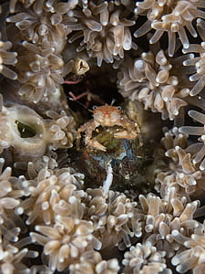 macro photography of crab in between sea anemone thumbnail