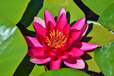 pink lotus flower surrounded by lily pods thumbnail