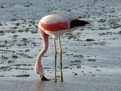 focus photography of lesser flamingo thumbnail