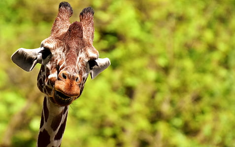 Giraffe at the middle of forest thumbnail
