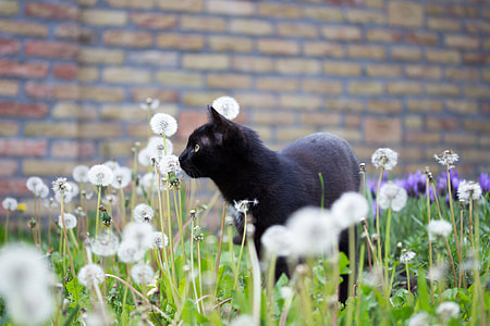 Bombay cat walking on Dandelion flower field near brown brick wall during daytime thumbnail