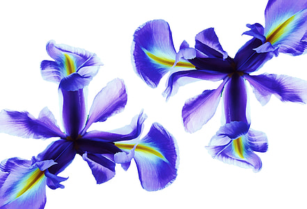 close-up photo of two purple-and-yellow petaled flowers thumbnail